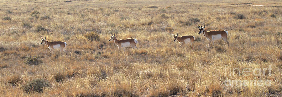 Pronghorns we are  Photograph by Ruth Jolly