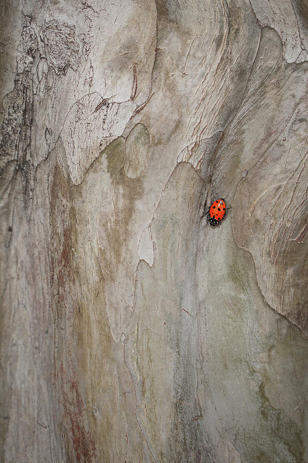 Proof of life on mars Photograph by Alberto Mirabal Fine Art America