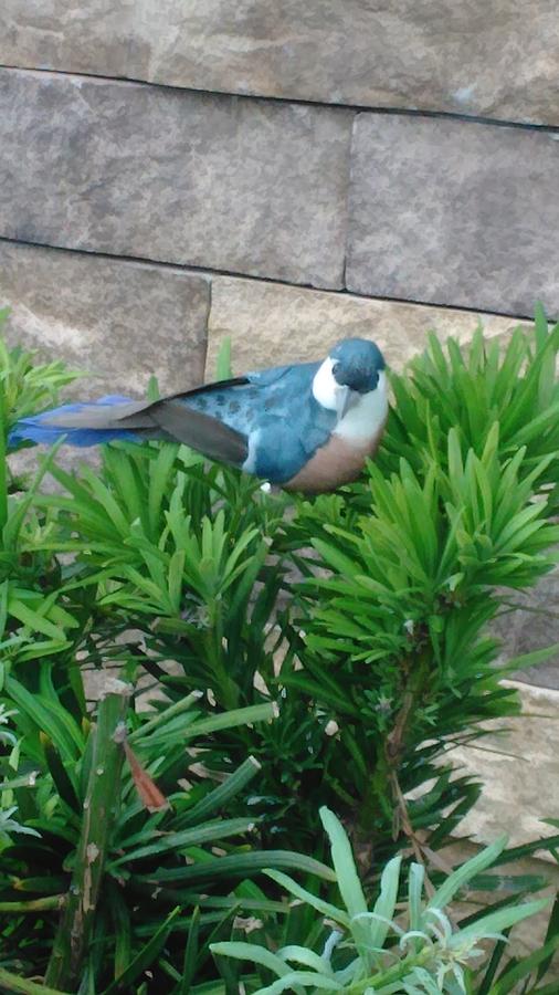 Prop Photograph - Prop Scrub Jay by Andrew Blitman Prop Photograph - Prop Scrub Jay by Andrew Blitman