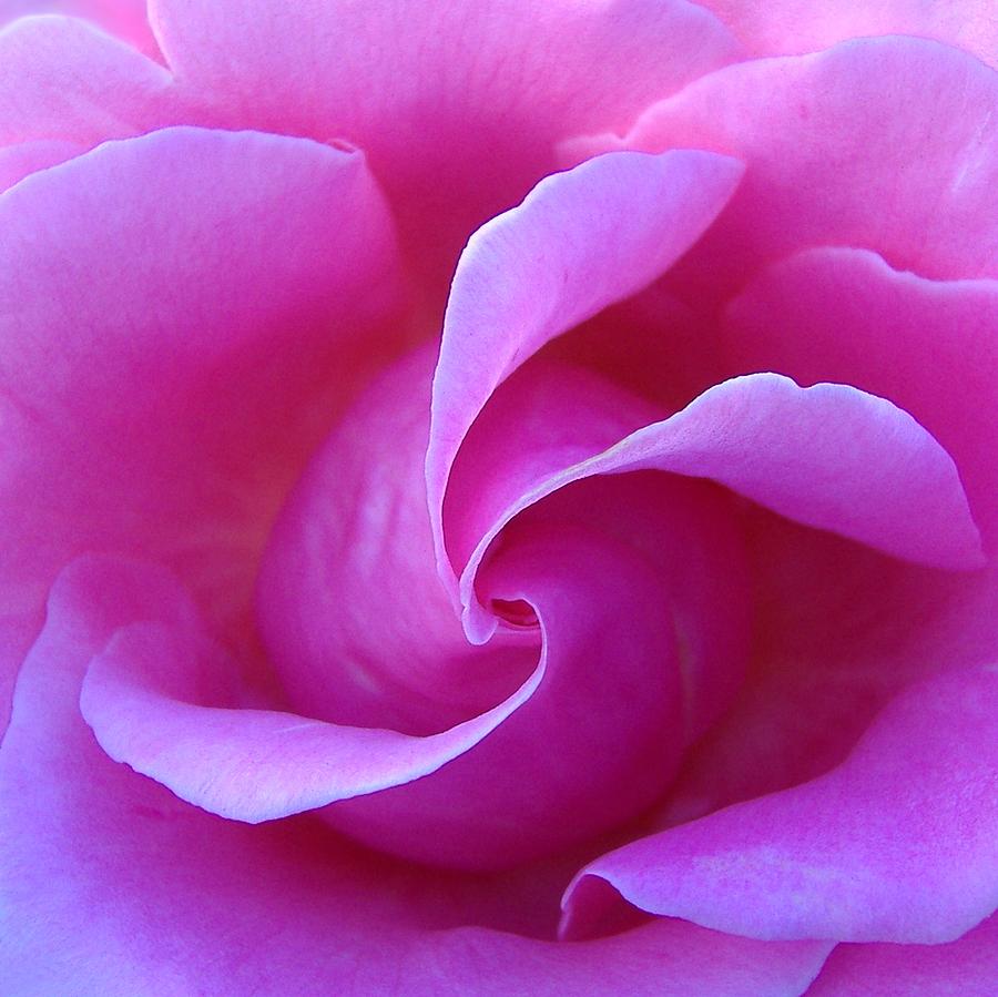 Rose Photograph - Propeller of Rose by Jacqueline Migell