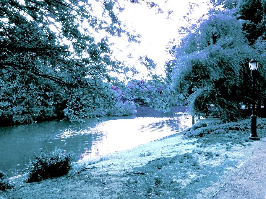 Tree Photograph - Prospect Park In Blue by Kendall Eutemey
