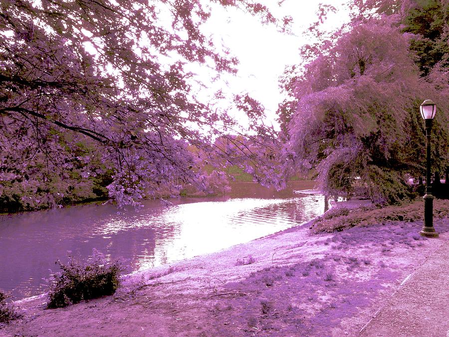 Tree Photograph - Prospect Park In The Pink by Kendall Eutemey