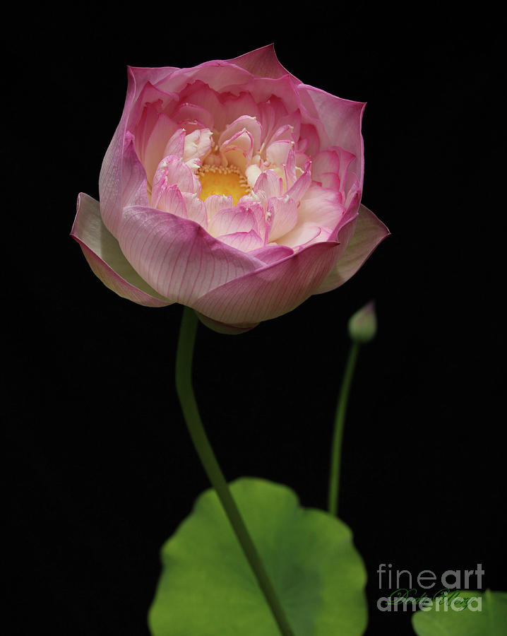 Prospect Pink Lotus Photograph by Dodie Ulery