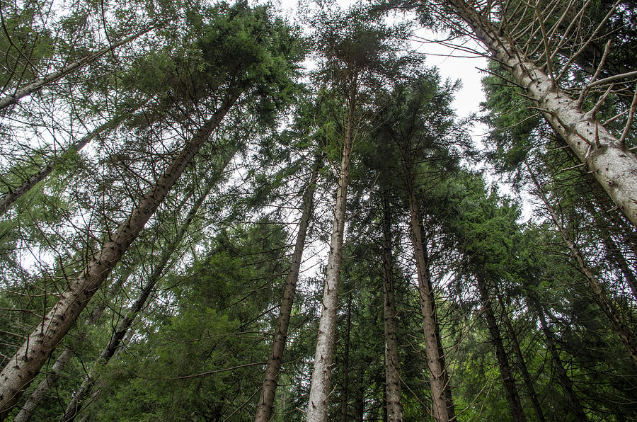 Tree Photograph - Prospective of a pines forest by Nicola Aristolao