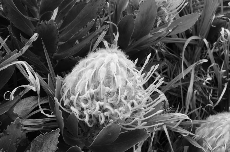 Protea Black and White Photograph by Lyle Barker - Fine Art America