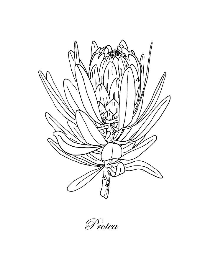Protea. Botanical Drawing by Masha Batkova