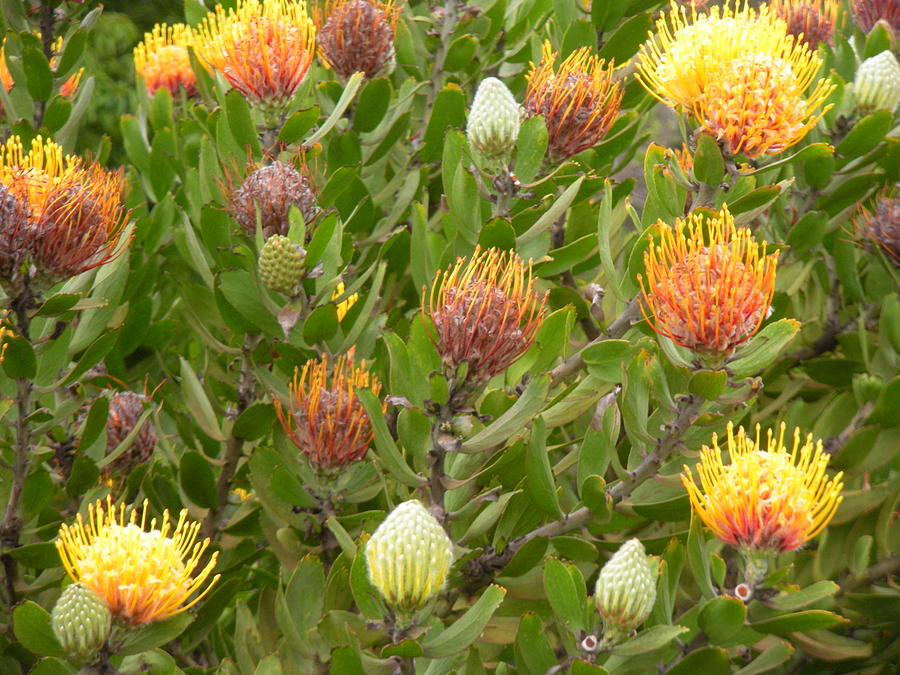 Protea Bush Photograph by Tamra Lockard