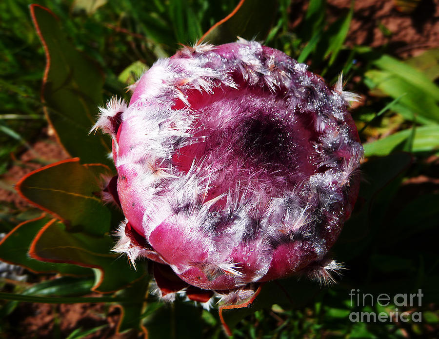 Protea Flower 1 Photograph by Xueling Zou