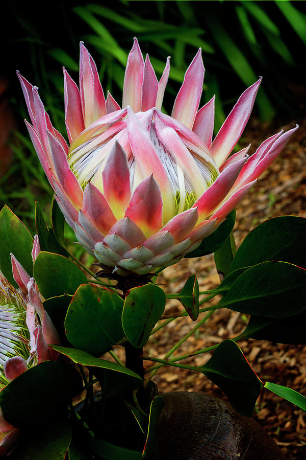 Kula Photograph - Protea Flower by Kelley King