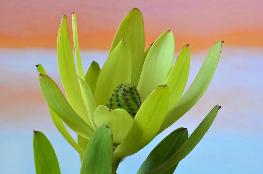 Protea Gold Strike. Photograph by Terence Davis