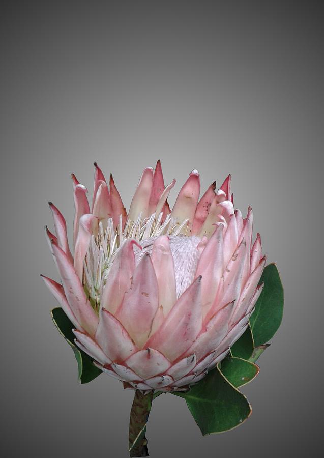 Pink Flowers Photograph - Protea Ice-Cream Flower by Imprinta Art