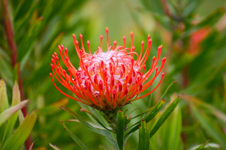 Protea in Red Photograph by Connie Anderson - Fine Art America