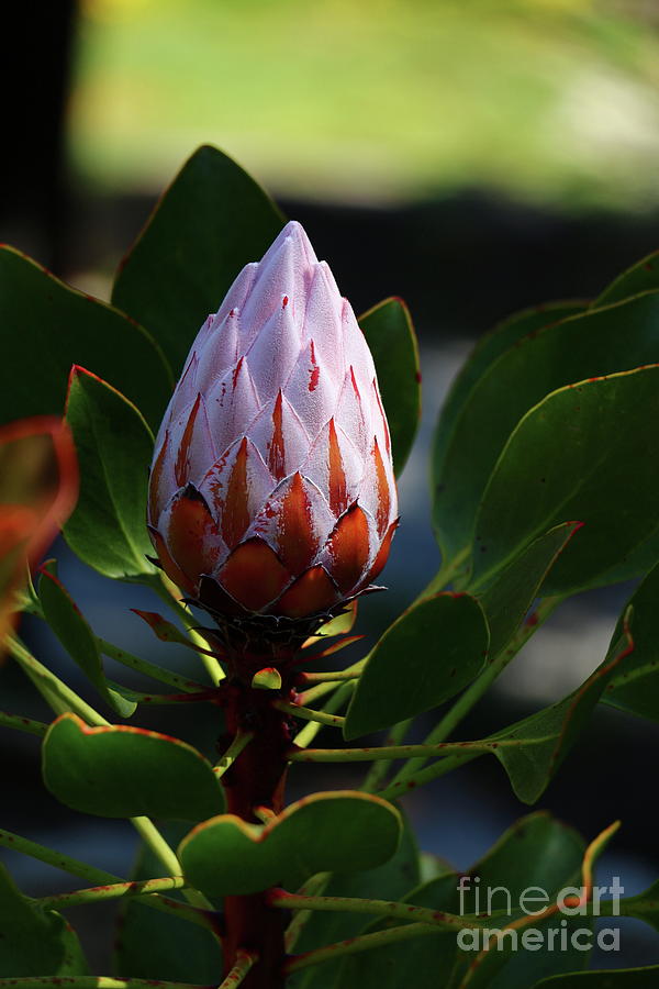Protea Or Sugarbush Photograph by Christiane Schulze Art And Photography