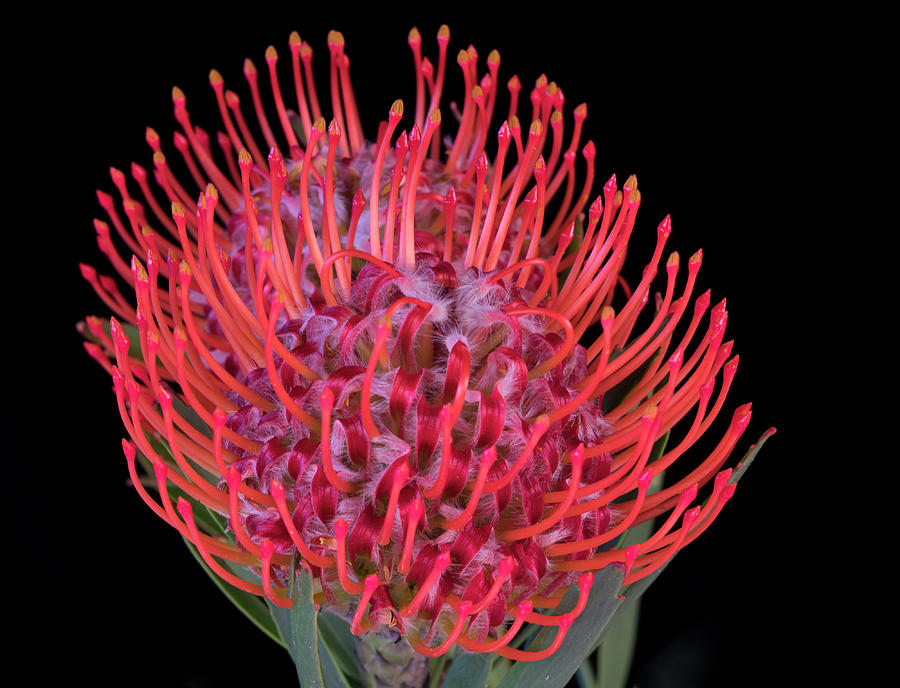 Protea Red Photograph by Jim Atkins