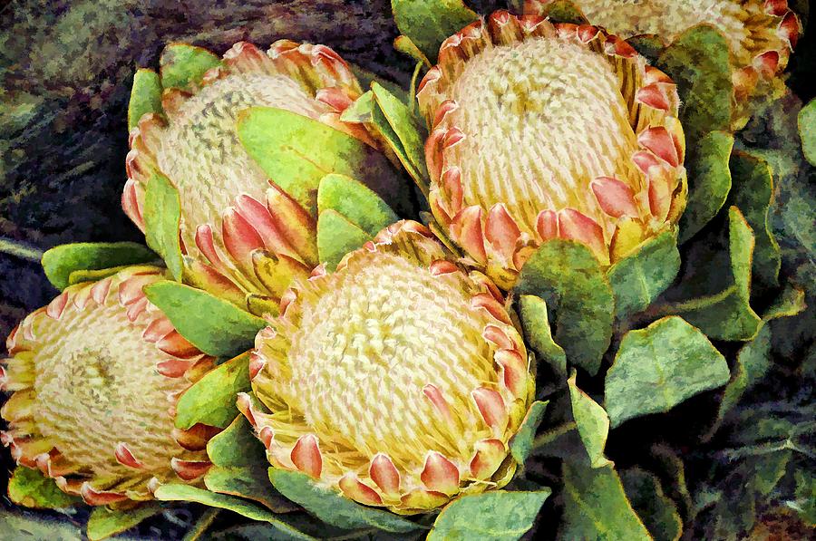 Proteas I Photograph by Jan Amiss Photography