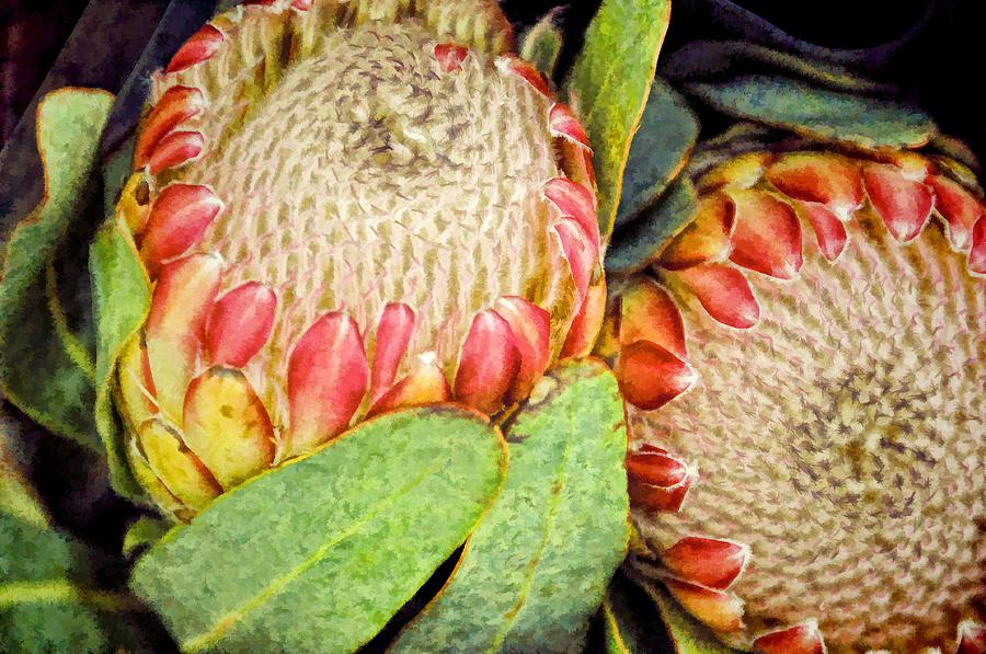 Proteas II Photograph by Jan Amiss Photography