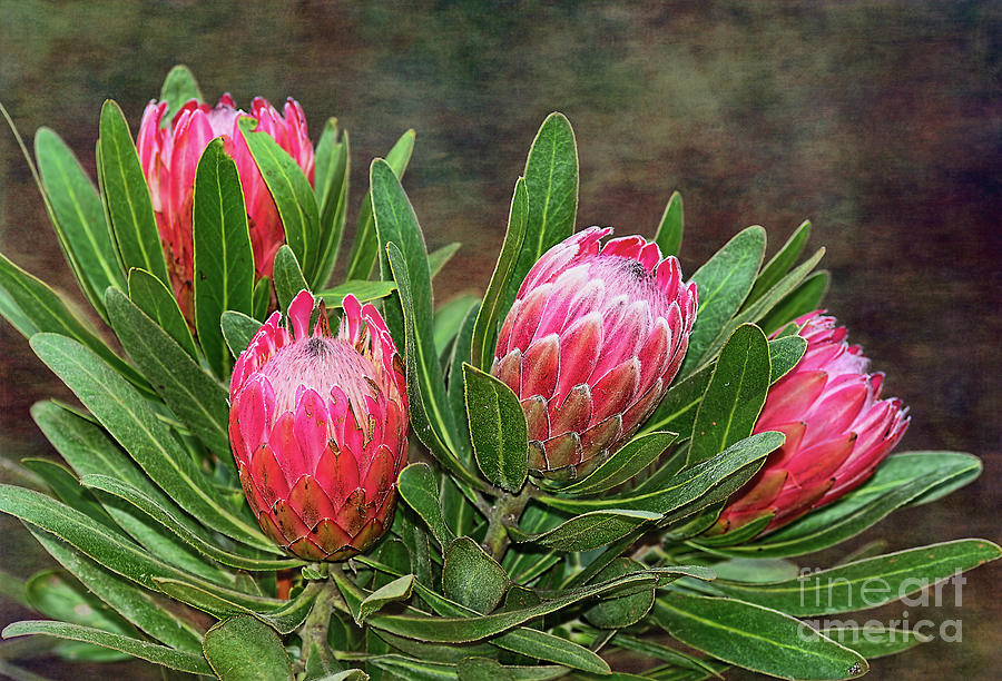 Flower Photograph - Proteas in Bloom by Kaye Menner by Kaye Menner