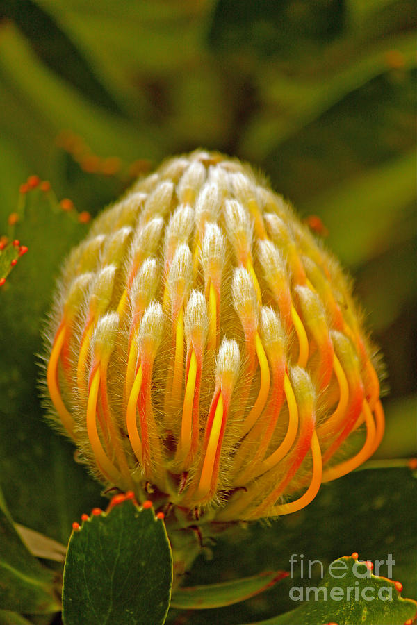 Proteas Ready to Blossom  Photograph by Michael Cinnamond