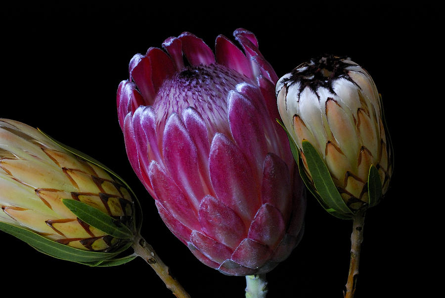 Flower Photograph - Proteas by Wayne Sherriff