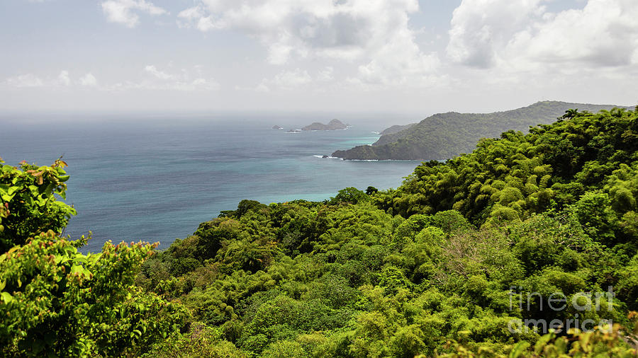 Protected Tobago Rainforest Photograph by Hugh Stickney