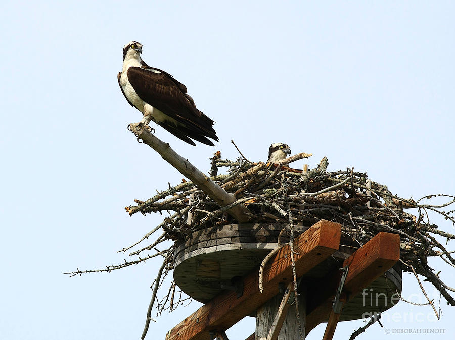 Osprey Photograph - Protecting The Nest by Deborah Benoit