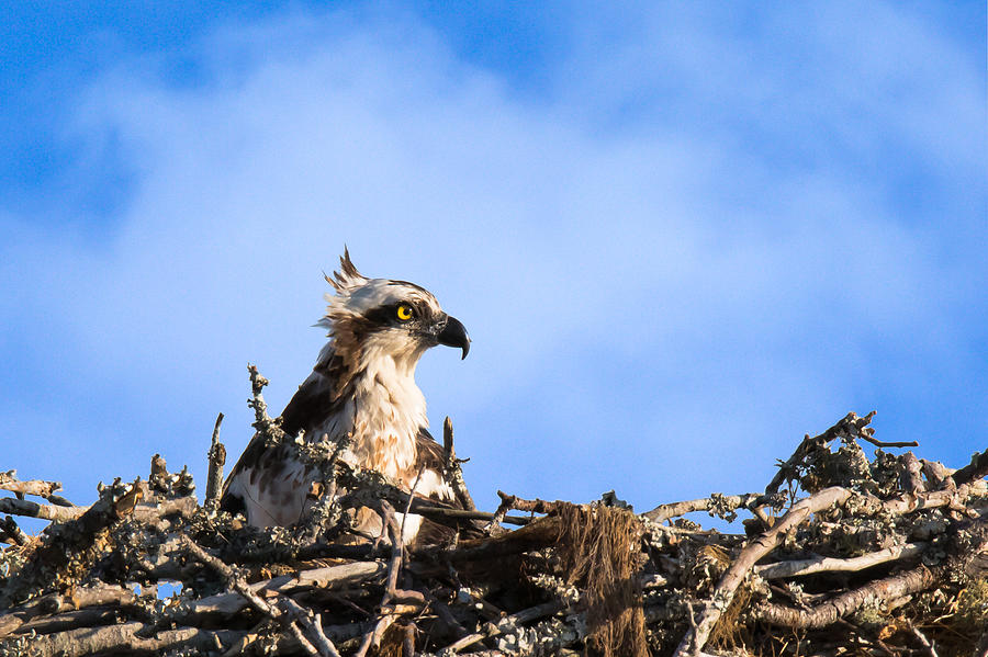 Wildlife Photograph - Protecting The Nest by Jody Merritt