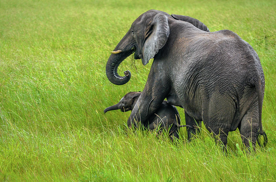 Elephant Photograph - Protective elephant mom by Gaelyn Olmsted