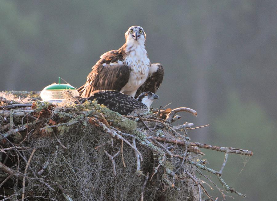 Protective Mama Photograph by Pamela Stroberg Pixels