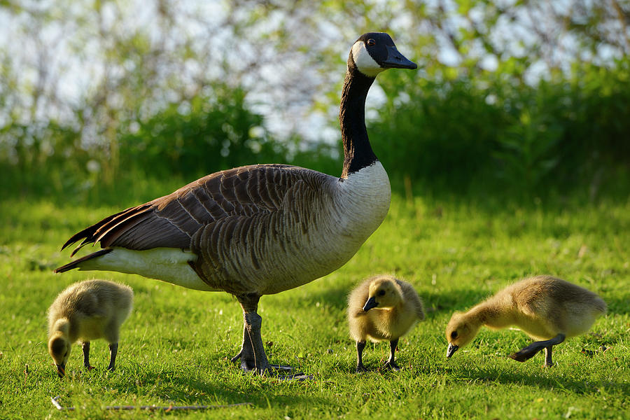 Protective parent Canada Goose with three goslings on Toronto Is ...