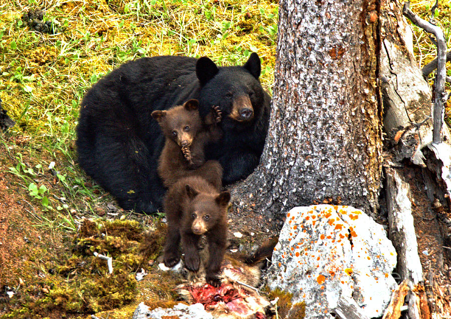 Black Bear Photograph - Protein For The Youngsters by Adam Jewell