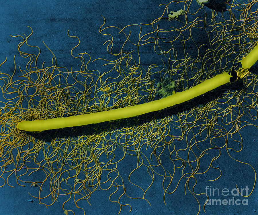 Science Photograph - Proteus Vulgaris Bacteria, Tem by Omikron
