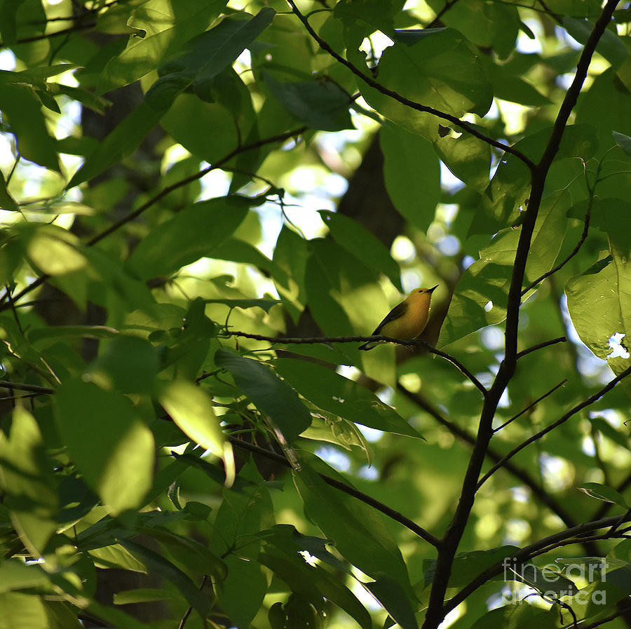 Nature Photograph - Prothonatary Warbler by Skip Willits