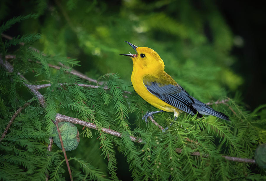 Prothonatory Warbler 9809 Photograph by Donald Brown