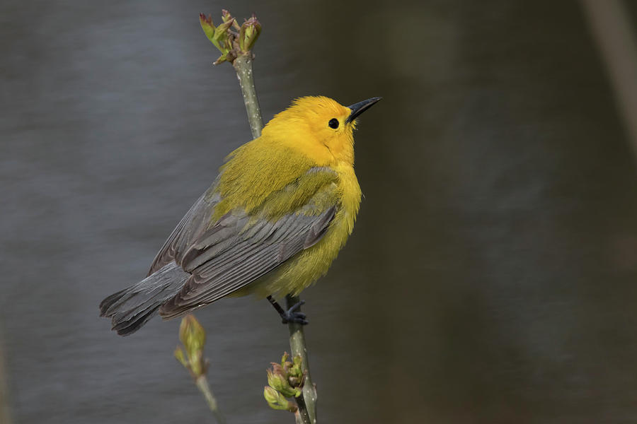 Prothonotary Beauty Photograph by Gary Hall