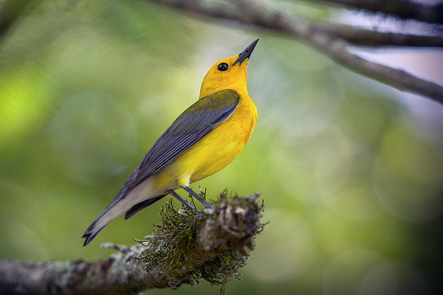 Prothonotary Wabler Portrait Photograph by TJ Baccari - Fine Art America