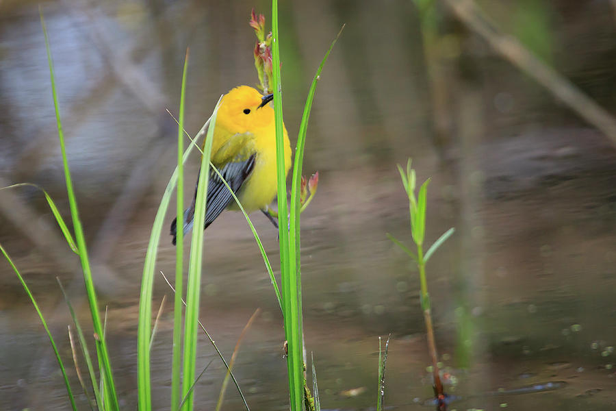 Prothonotary Warbler 5 Photograph by Gary Hall