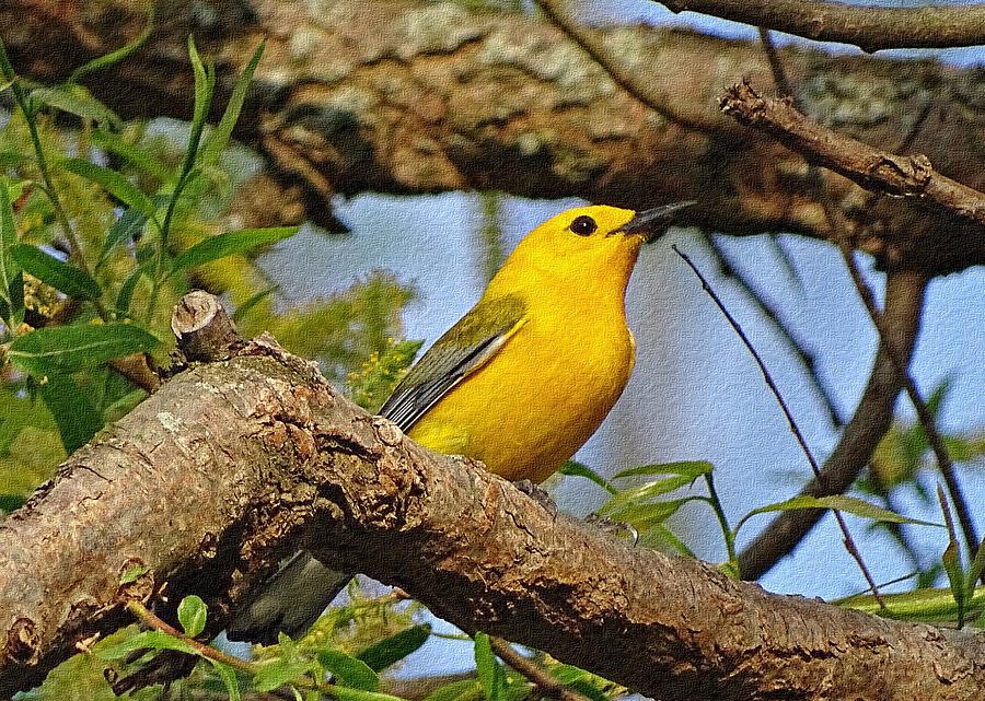 Prothonotary Warbler II Photograph by Sandy Keeton