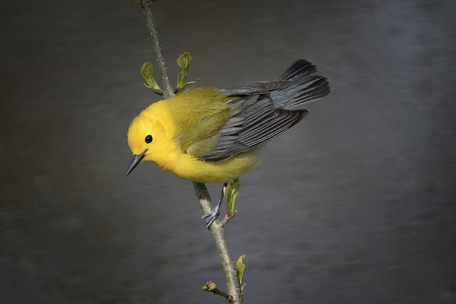 Prothonotary Warbler In Breeding Plumage Photograph by Gary Hall