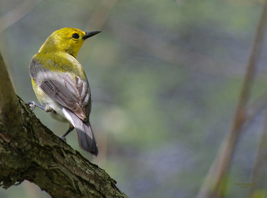 Warbler Photograph - Prothonotary Warbler by Jenny Gandert
