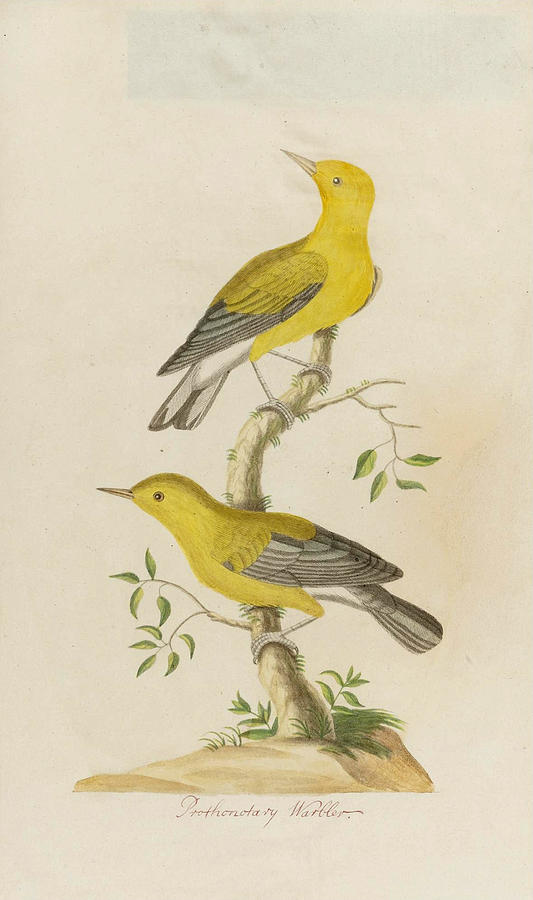 Prothonotary Warbler Drawing by John Abbot