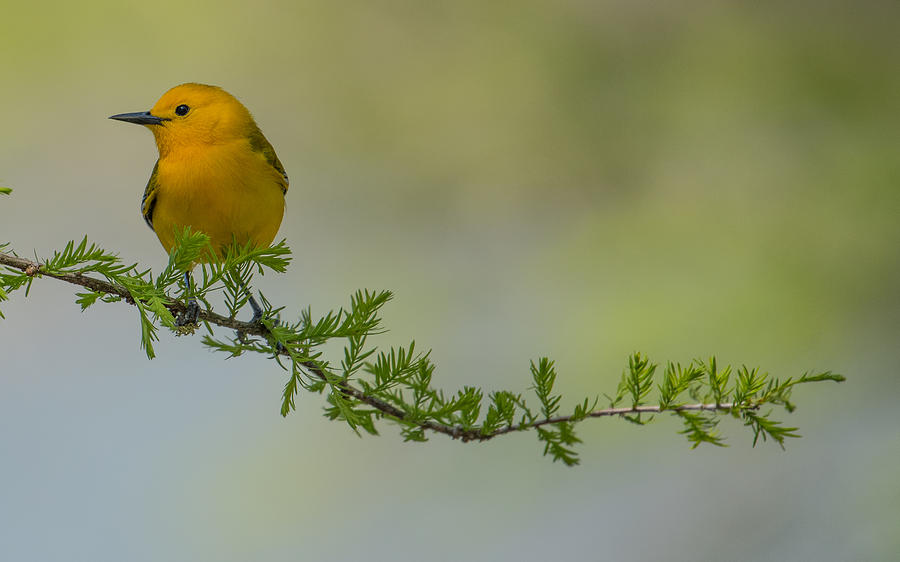 Prothonotary Warbler Photograph by Mary Catherine Miguez
