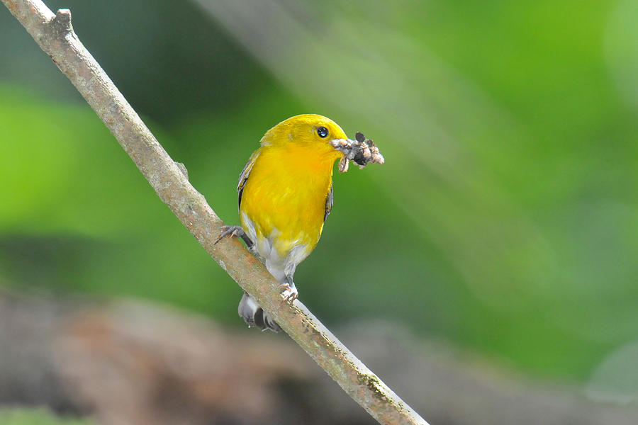 Prothonotary Warbler Mouth Full Photograph by Alan Lenk