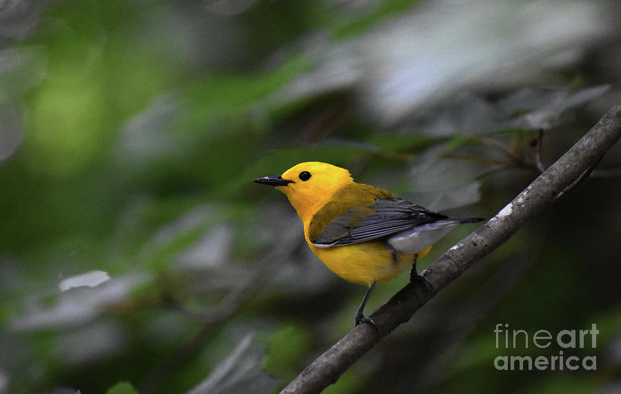Prothonotary Warbler Photograph by Skip Willits
