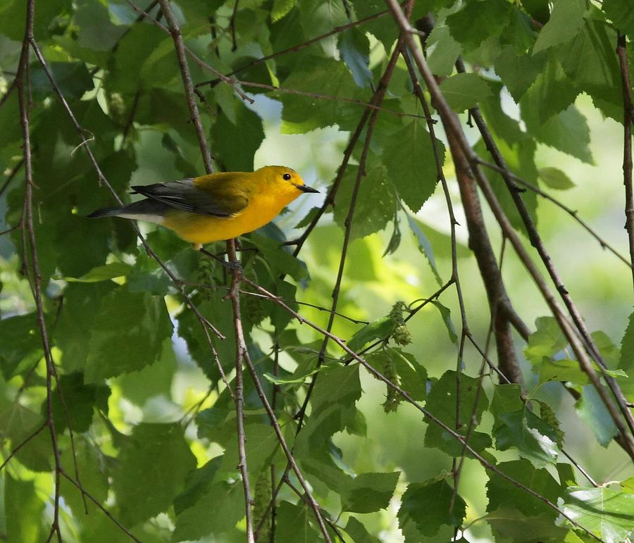 Prothonotary Warbler Photograph by Lee Alloway
