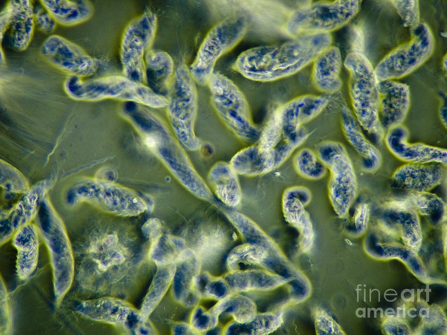 Protozoa Symbiont Of Termites, Lm Photograph by Rubn Duro/BioMEDIA ASSOCIATES LLC