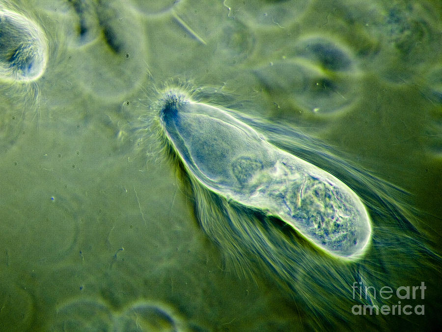 Protozoa Trichonympha Sp., Lm Photograph by Rubn Duro/BioMEDIA ASSOCIATES LLC