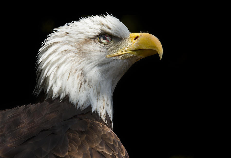 Proud American Bald Eagle Photograph by Janet Ballard | Fine Art America