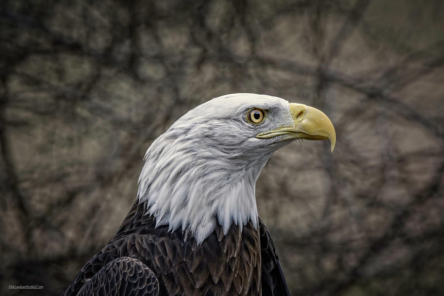 Proud American Bald Eagle Photograph by LeeAnn McLaneGoetz McLaneGoetzStudioLLCcom