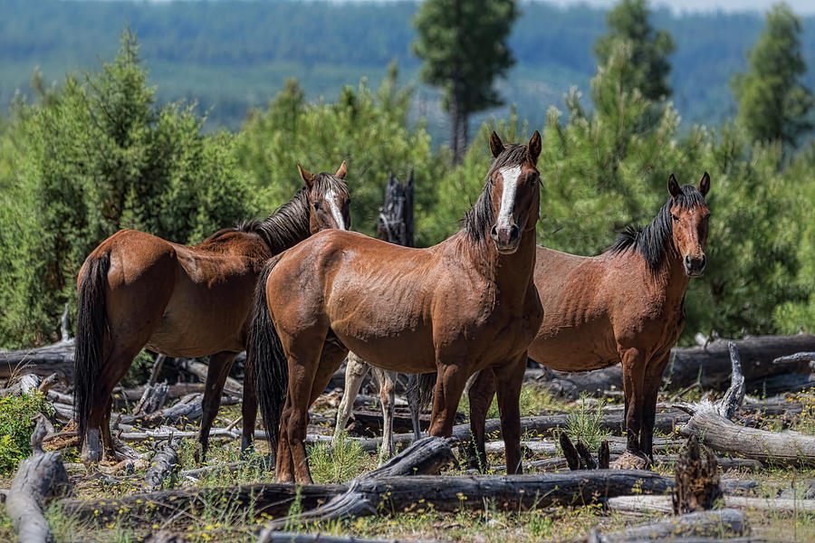 Horse Photograph - Proud and Wild  by Saija Lehtonen