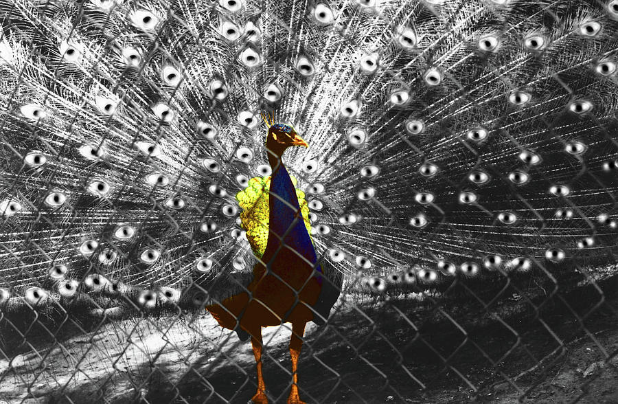 Proud as A Peacock  Photograph by Al Bourassa